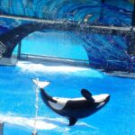 seaworld-orlando